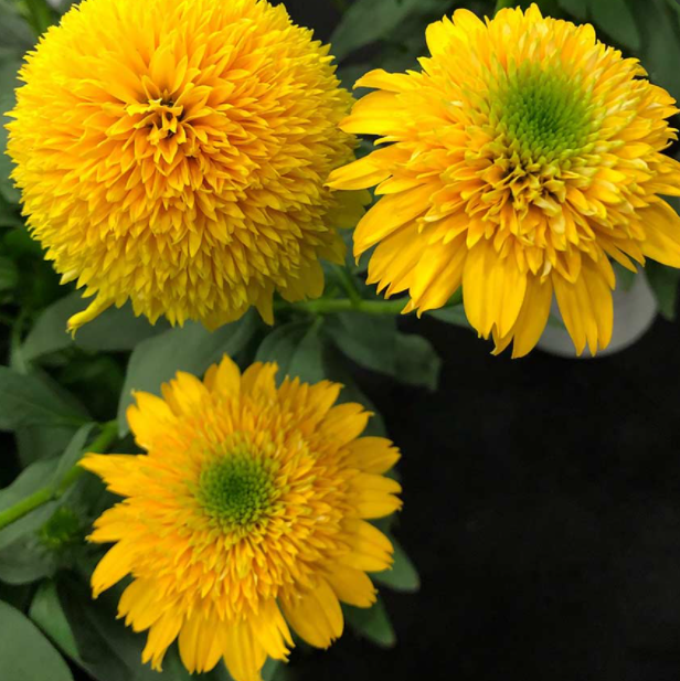Cara Mia™ Yellow Coneflower (Echinacea cara 'Mia Yellow') - half gallon