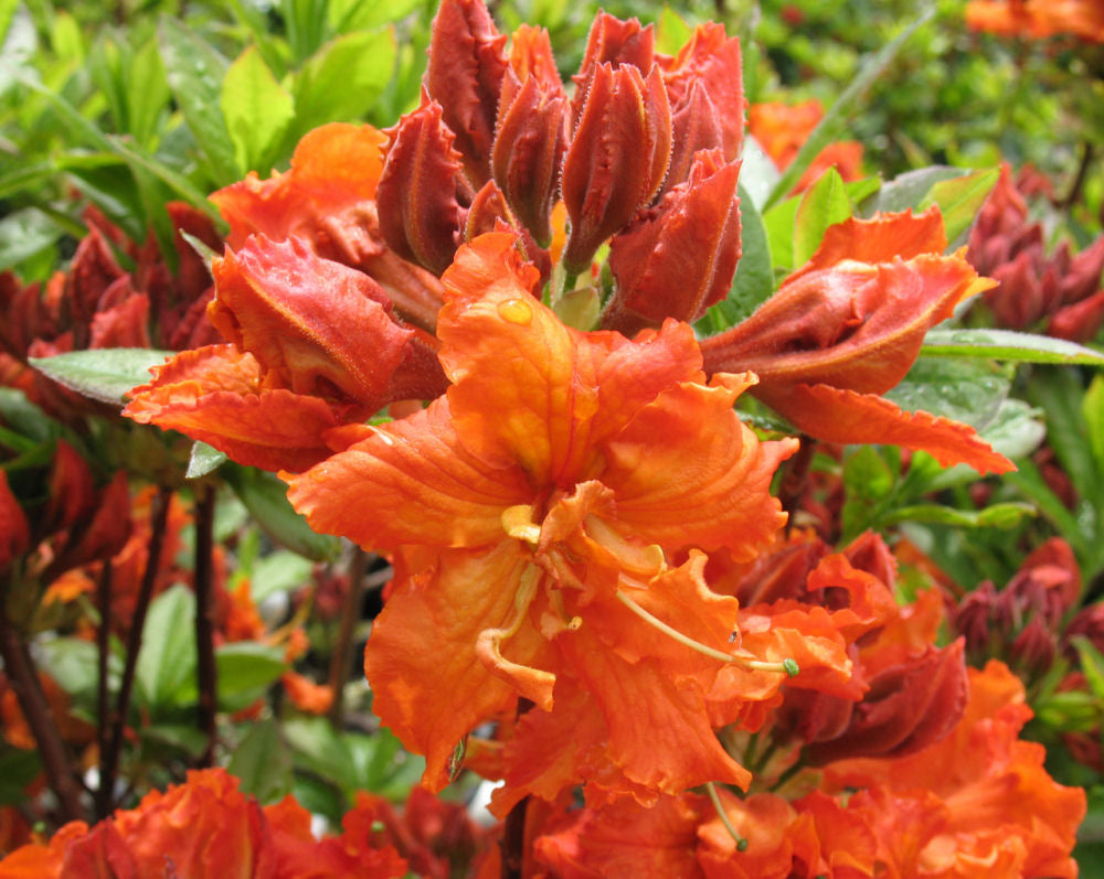 Gibraltar Azalea (Azalea 'Exbury Gibraltar') - 3 gallon 15"