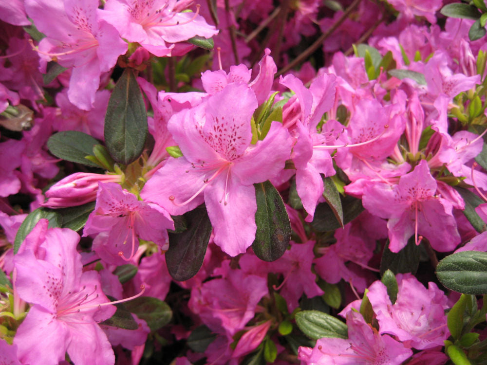 Karen Azalea (Azalea x 'Karen') - 3 gallon 15"