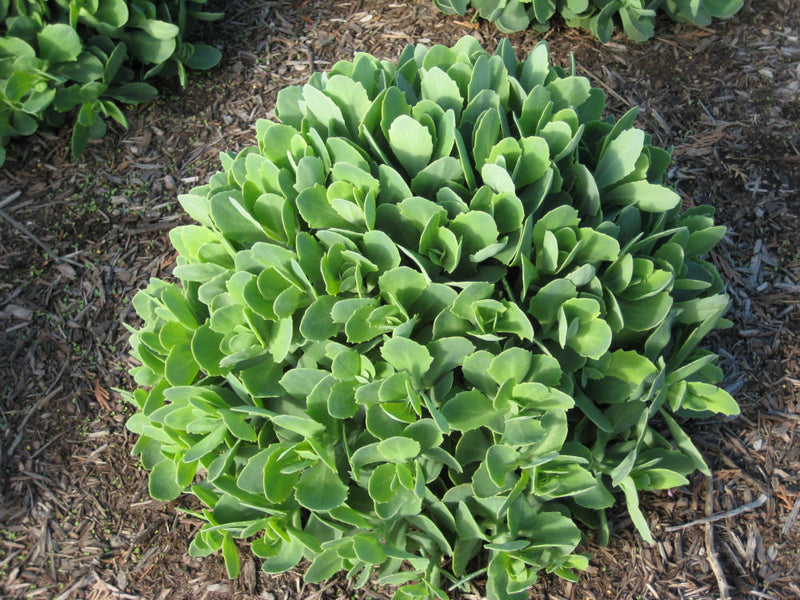 Autumn Joy Stonecrop (Sedum 'Autumn Autumn Joy') - 1 gallon