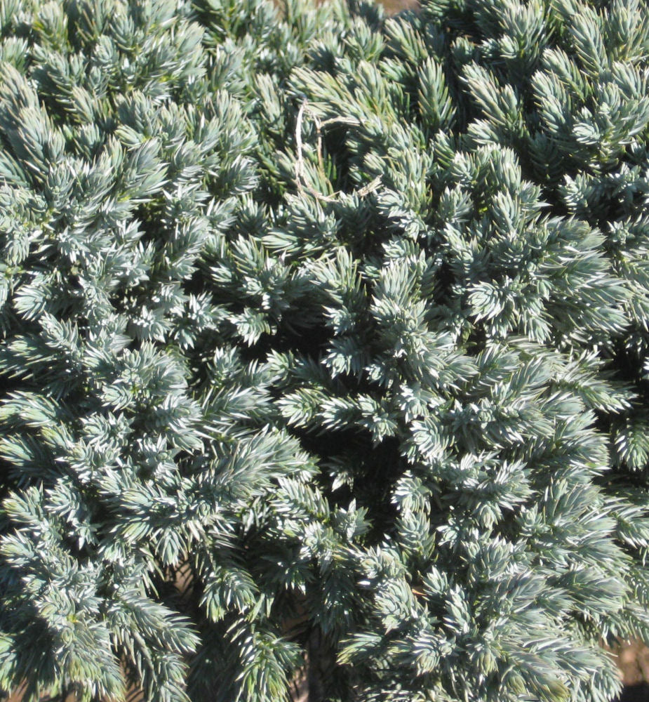 Blue Star Juniper (Juniperus squamata 'Blue Star') - 3 gallon 12"