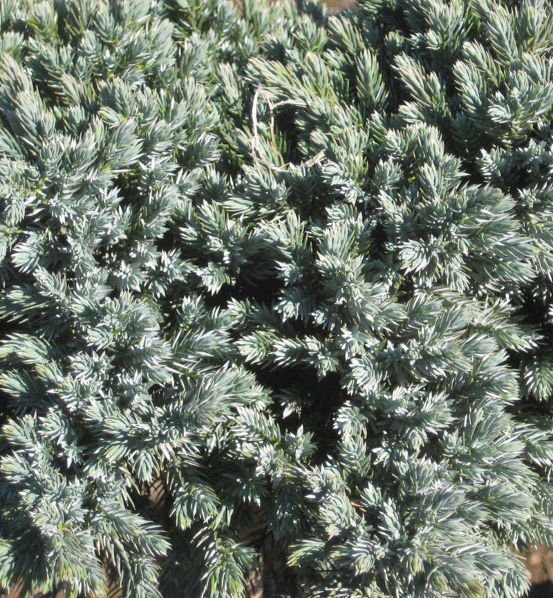 Blue Star Juniper (Juniperus squamata 'Blue Star') - 3 gallon 12"