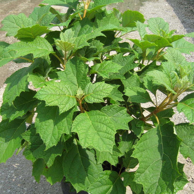 Alice Oak Leaf Hydrangea (Hydrangea quercifolia 'Alice') - 3 gallon 12"