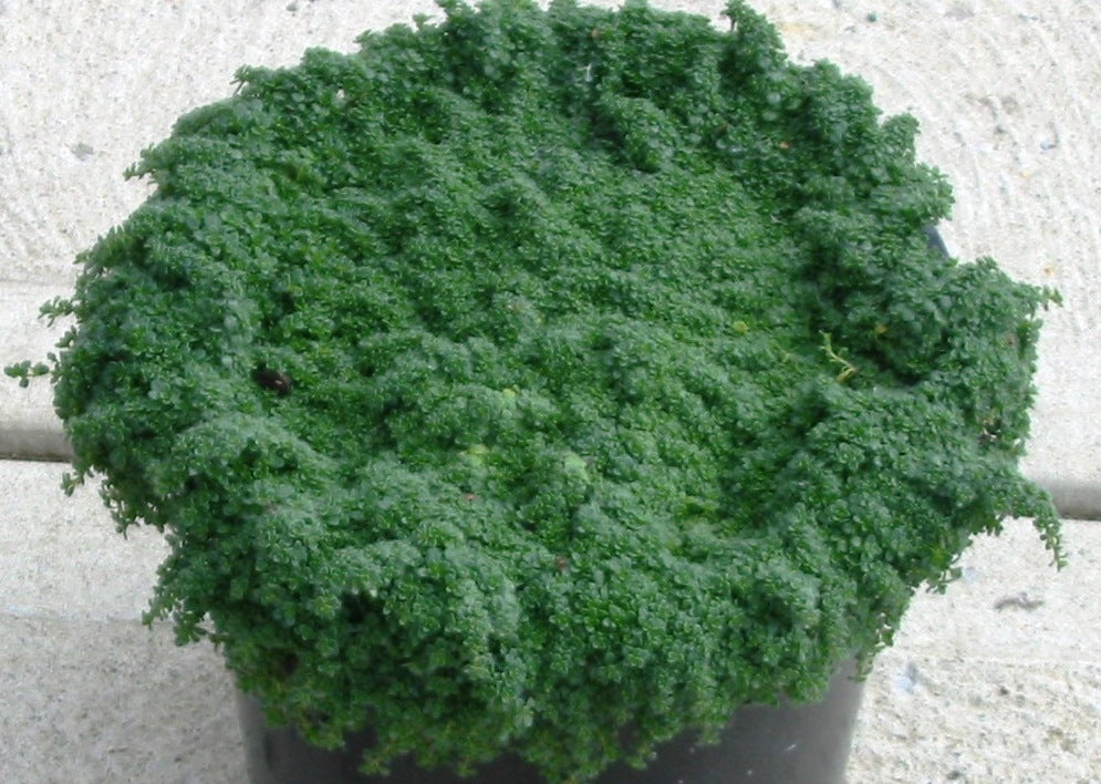 Creeping Thyme 'Elfin' (Thymus serpyllum 'Elfin') - 1 gallon