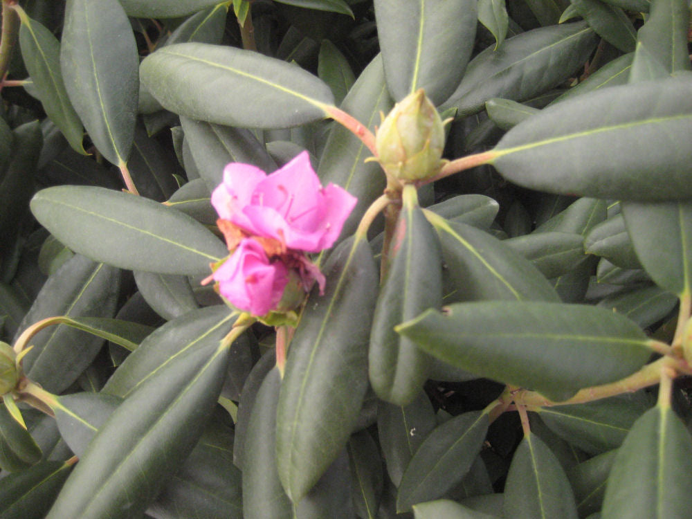 Roseum Elegans Rhododendron (Rhododendron roseum 'Roseum Elegans') - 3 gallon 15"