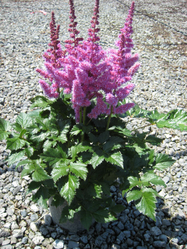 Vision In Purple Astilbe (Astilbe chinensis 'Visions in Purple') - 1 gallon