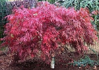 Tamukeyama Japanese Maple (Acer palmatum var. dissectum 'Tamukeyama') - 3 gallon 15"