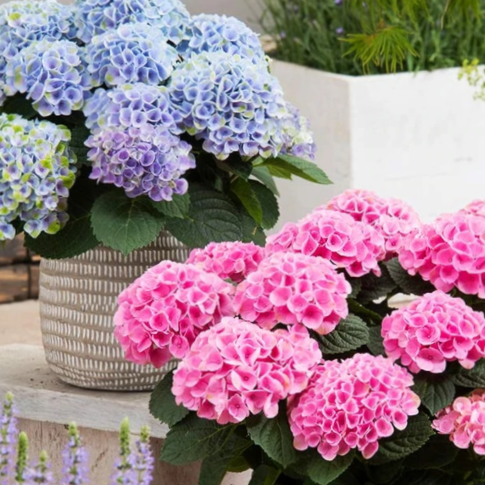 Elizabeth Ashley Hydrangea (Hydrangea macrophylla 'Elizabeth Ashley') - 3 gallon