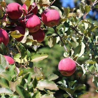 ‘Fuji’ Apple (Malus 'Fruit Fuji') - 3 gallon 36" TREE