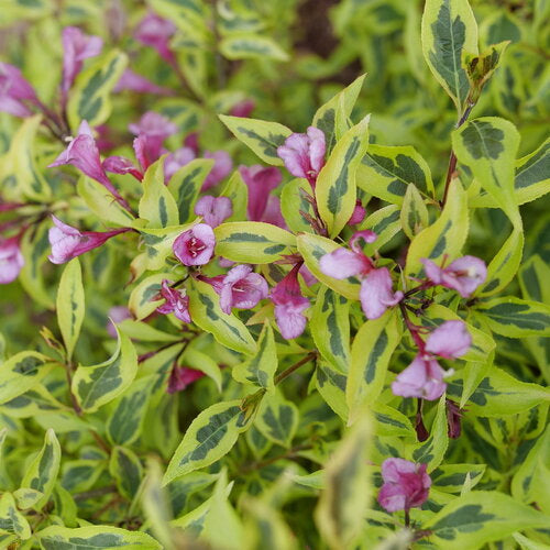 Bubbly Wine® Weigela (Weigela bubbly 'Wine') - QT