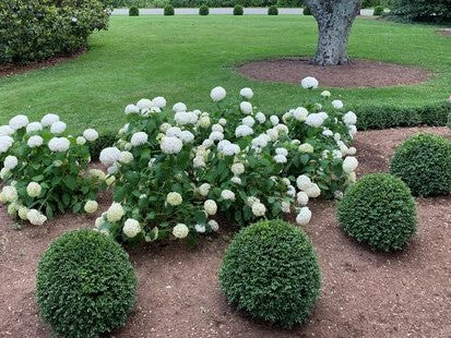NewGen Independence® Boxwood (Buxus newgen 'Independence') - 1 gallon 8"