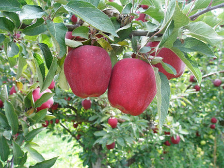 Red Delicious Apple (Malus 'Fruit Red Delicious') - 3 gallon 36" TREE