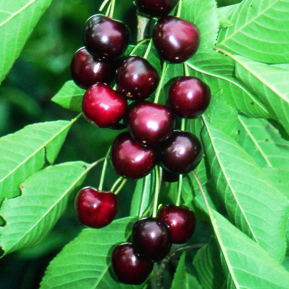 Sweetheart Sweet Cherry (Prunus avium 'Sweetheart') - 5 gallon 60" TREE