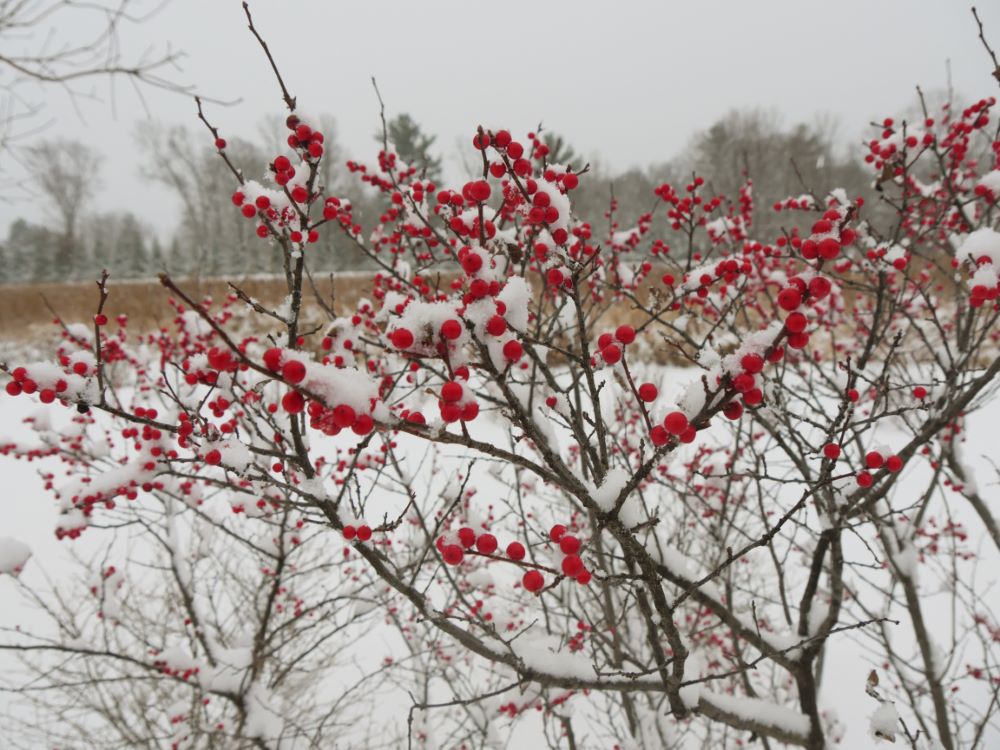 Berry Heavy® Winterberry Holly (Ilex verticillata 'Berry Heavy') - QT