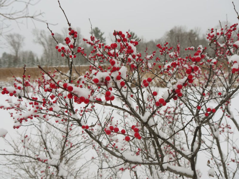 Berry Heavy® Winterberry Holly (Ilex verticillata 'Berry Heavy') - QT