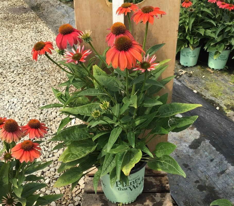 Artisan™ Red Ombre Coneflower (Echinacea artisan 'Red Ombre') - half gallon
