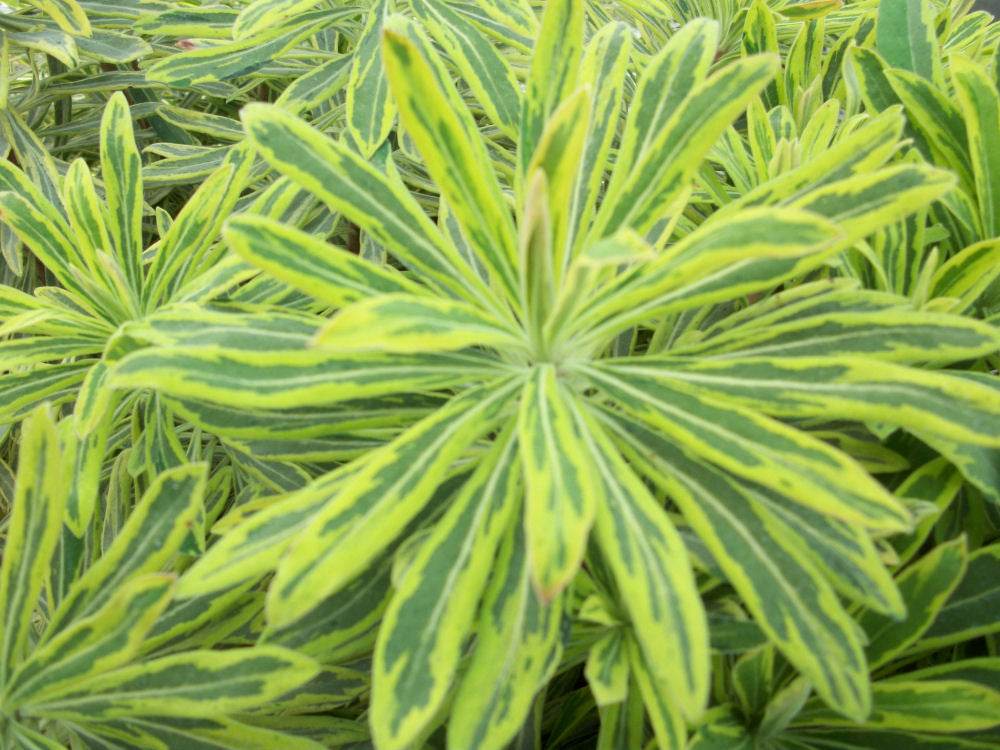Ascot Rainbow Cushion Spurge (Euphorbia x martinii 'Ascot Rainbow') - QT