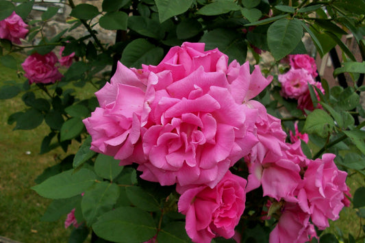 Zephirine Drouhin Climbing Rose (Rosa CL 'Zephirine Drouhin') - 3 gallon