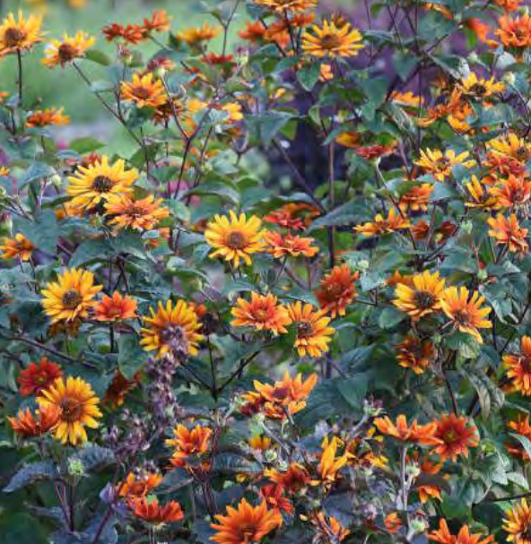 ‘Burning Hearts’ false sunflower (Heliopsis helianthoides 'Burning Hearts') - 1 gallon