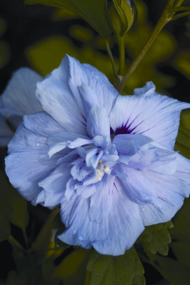 Blue Chiffon® Rose of Sharon (Hibiscus syriacus 'Notwoodthree') - QT
