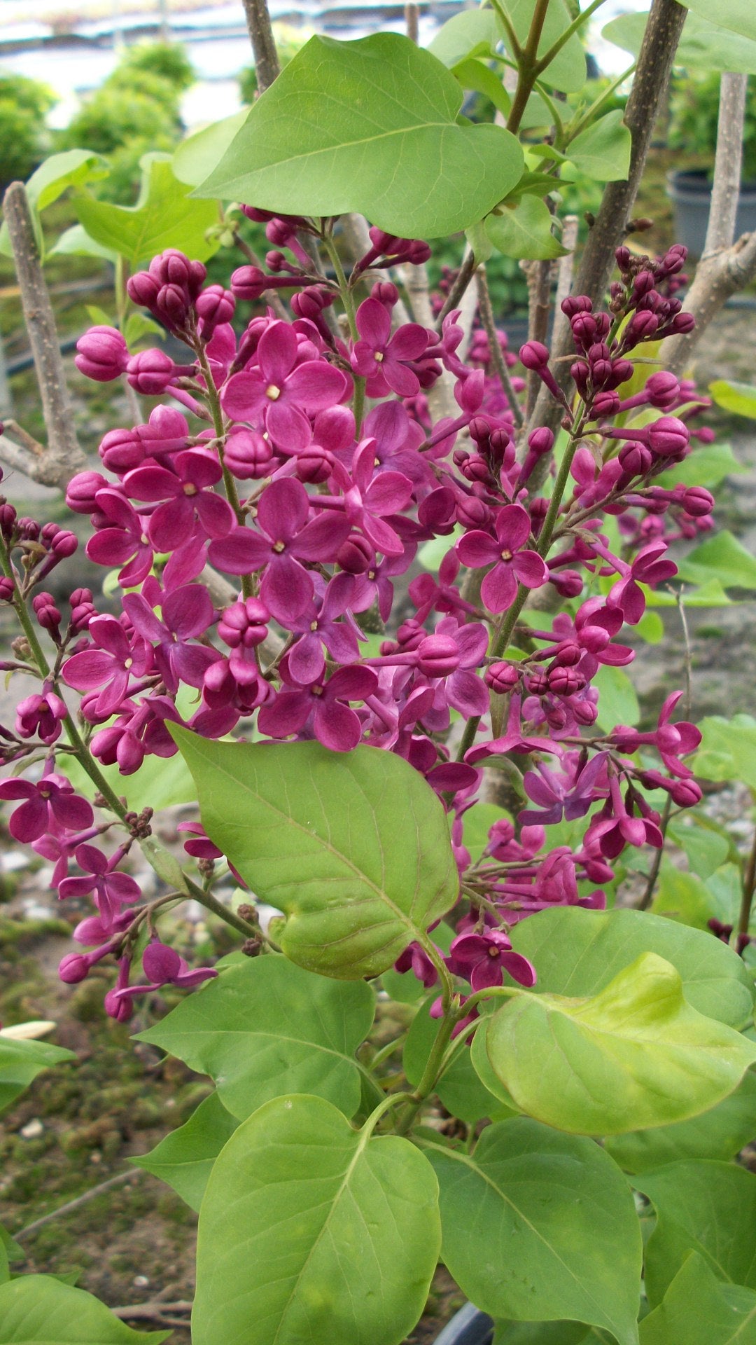 Declaration Lilac (Syringa x hyacinthiflora 'Declaration') - 1 gallon