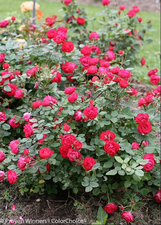 Oso Easy Double Red® Rose (Rosa 'Oso Easy Double Red') - QT
