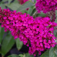 Buzz® Hot Raspberry Butterfly Bush (Buddleia 'Buzz Hot Raspberry') - QT