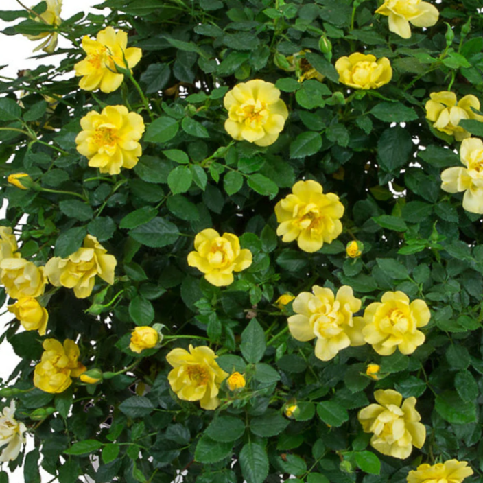 Rose Oso Easy Lemon Zest®  (Rosa 'Oso Easy Lemon Zest') - QT