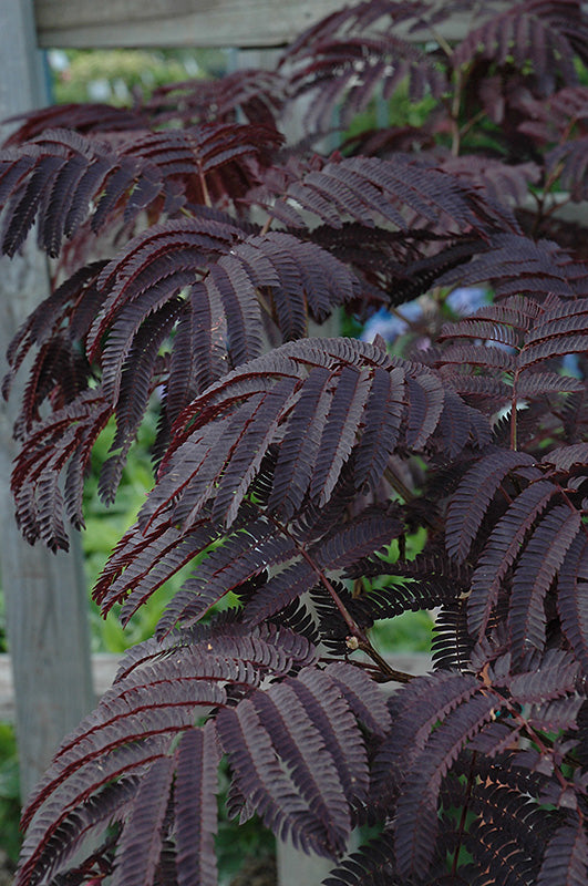 Summer Chocolate Mimosa Tree (ALBIZIA JULIBRISSIN SUMMER CHOCOLATE) - 5 gallon