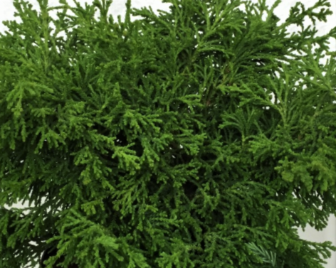 Torulosa Hinoki Falsecypress (Chamaecyparis obtusa 'Torulosa') - 3 gallon 15"