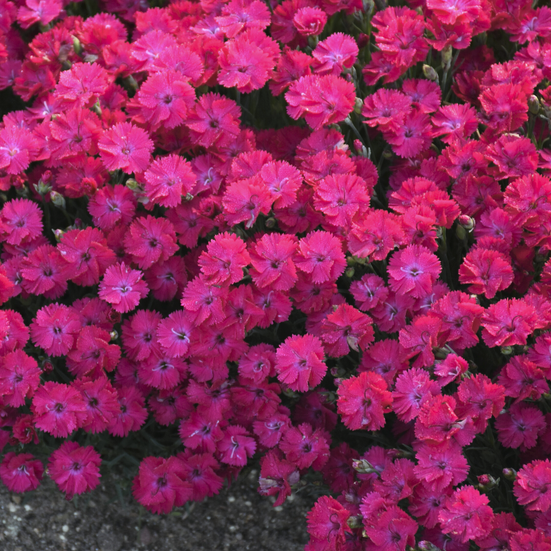 'Paint the Town Red' Pinks (Dianthus paint 'The Town Red') - QT