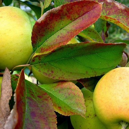 Yellow Delicious Apple (Malus 'Fruit Yellow Delicious') - 2 gallon 36"