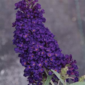Buzz® Midnight Butterfly Bush (Buddleia 'Buzz Midnight') - QT
