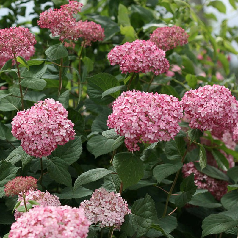 Invincibelle® Ruby Smooth hydrangea (Hydrangea arborescens 'Invincble Ruby') - QT