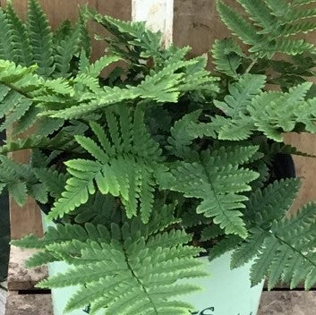 Beautiful Wood Fern (Dryopteris 'Beautiful Wood') - 1 gallon