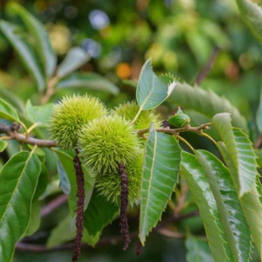 Chinese Chestnut (Castanea chinese 'Chestnut') - 3 gallon 48"
