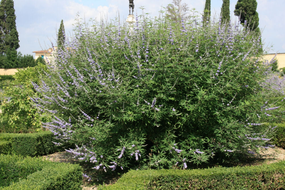 Chastetree/ Monk's Pepper (Vitex agnus castus 'Agnus-Castus') - QT