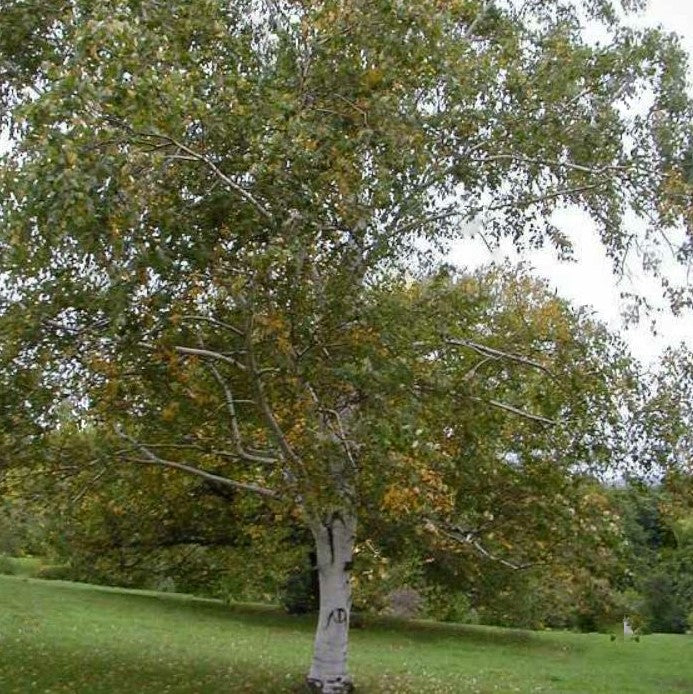 Paper Birch (Betula papyrifera) - 3 gallon