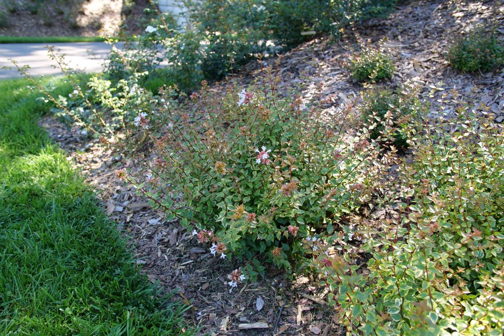 Brilliantina® Abelia (Abelia x grandiflora Brilliantina®) - QT