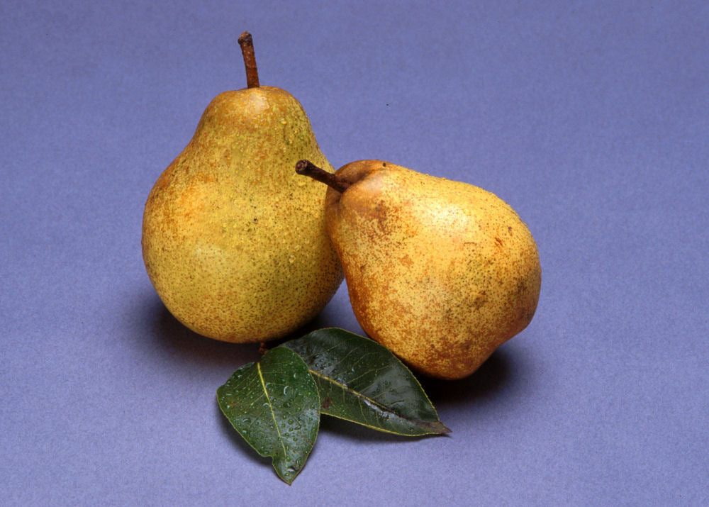 Bartlett Pear (Pyrus 'Fruit Bartlett') - 2 gallon 36"