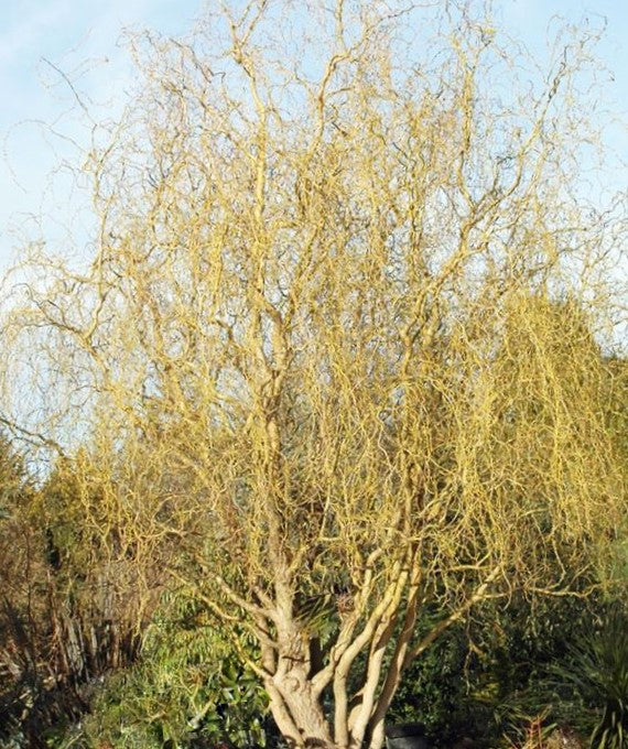 Willow ‘Golden Curls’ (Salix caprea 'Curly Locks') - 1 gallon 36"