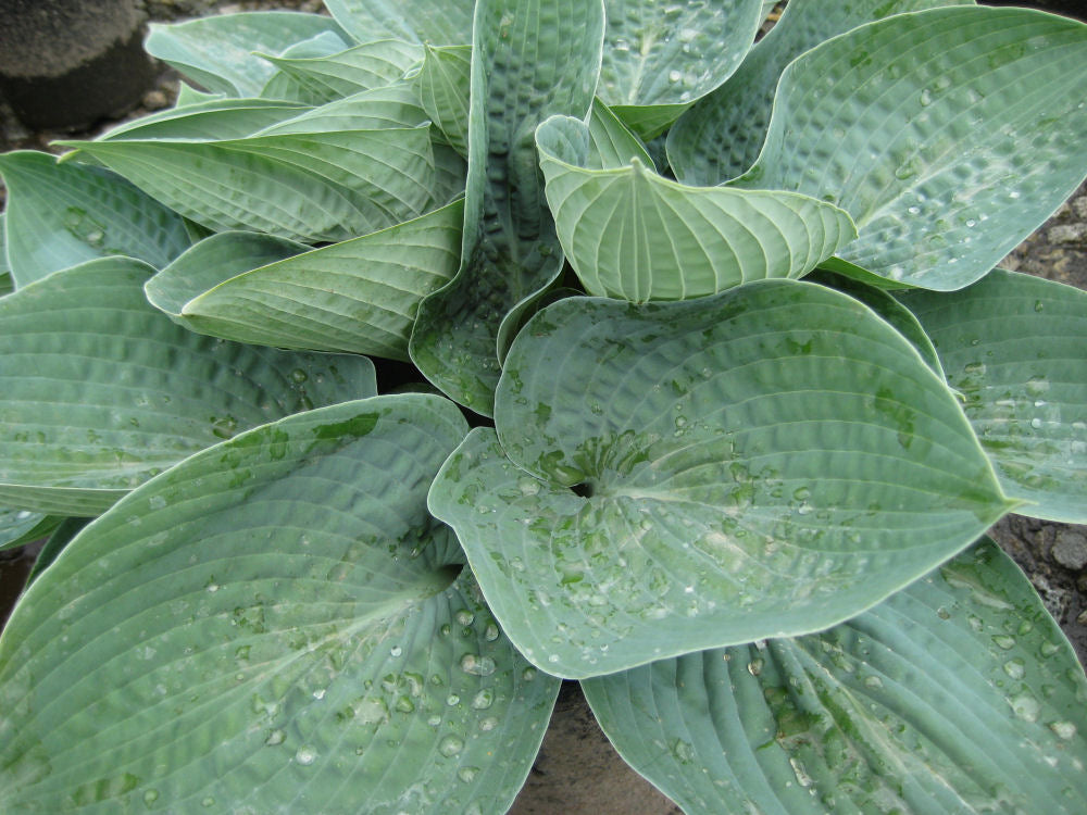 Big Daddy Plantain Lily (Hosta 'Big Daddy') - QT