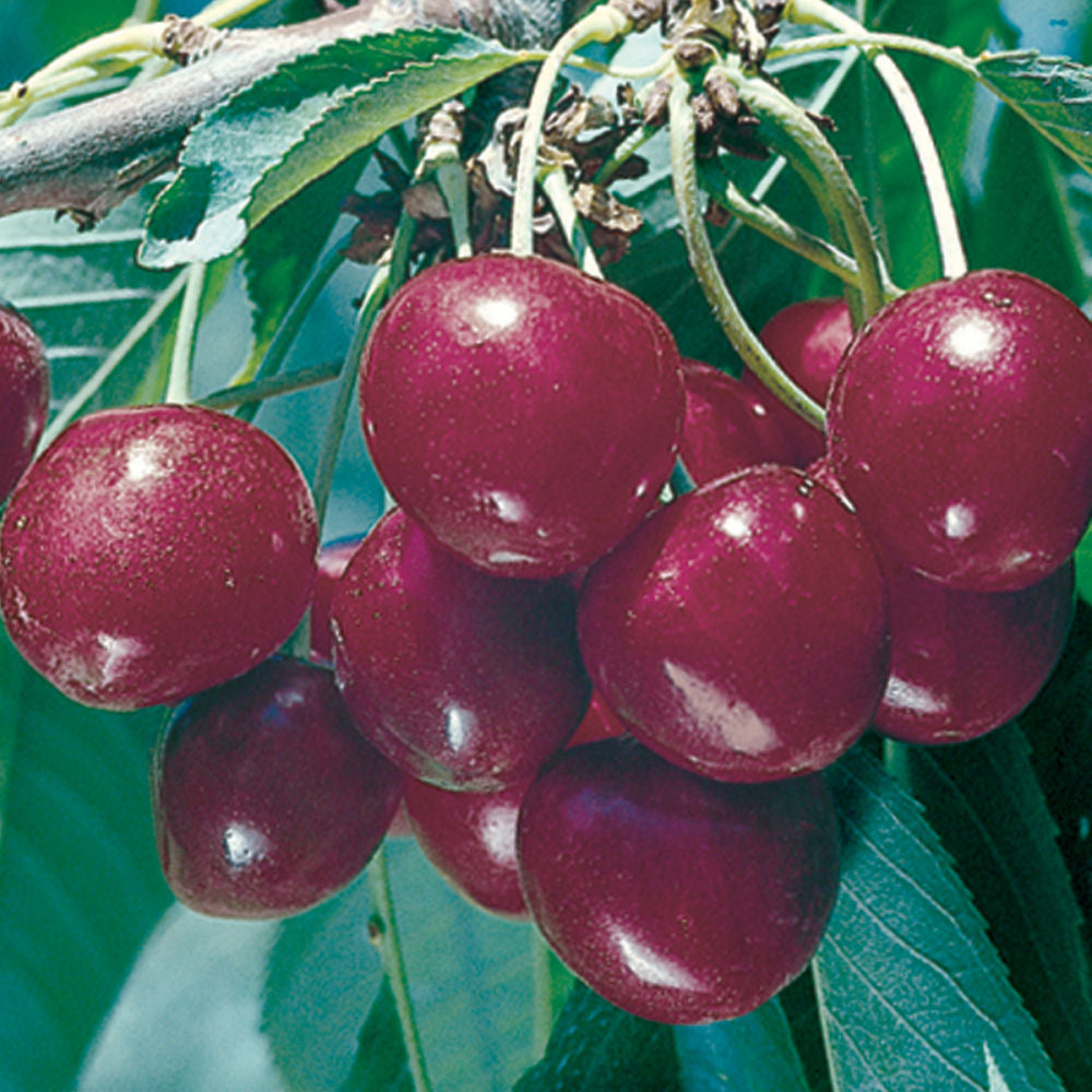 Bing Sweet Cherry (Prunus avium 'Bing') - 5 gallon 60"