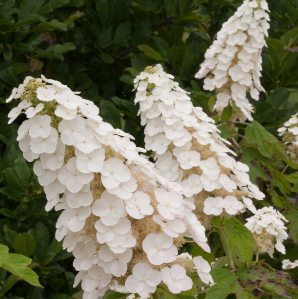 Gatsby Gal® Oakleaf Hydrangea (Hydrangea quercifolia 'Gatsby Gal') - QT