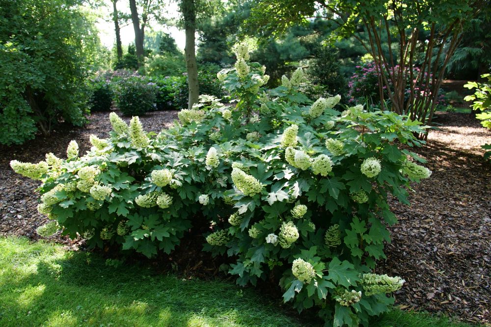 Gatsby Glow Ball® Oakleaf Hydrangea (Hydrangea quercifolia 'NCHQ1') - QT