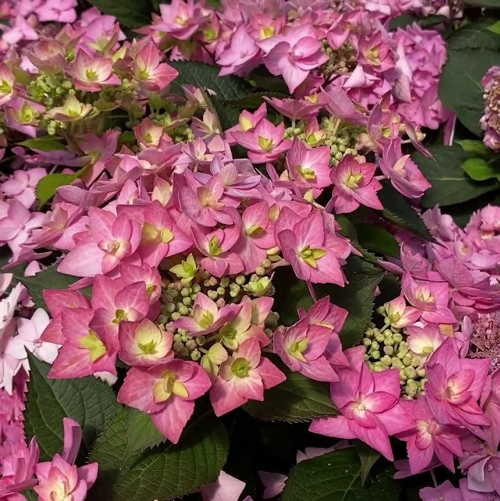 Let's Dance Can Do!® Reblooming hydrangea (Hydrangea macrophylla 'Lets Dance Can Do') - QT