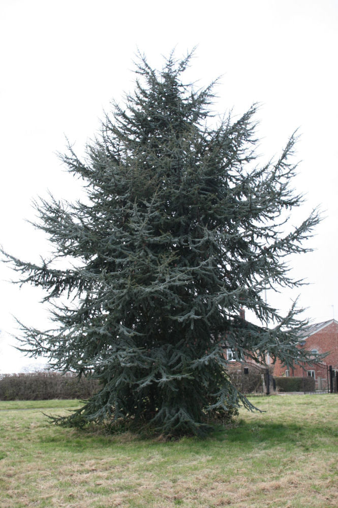 Blue Atlas Cedar (Cedrus atlantica 'Glauca') - 1 gallon