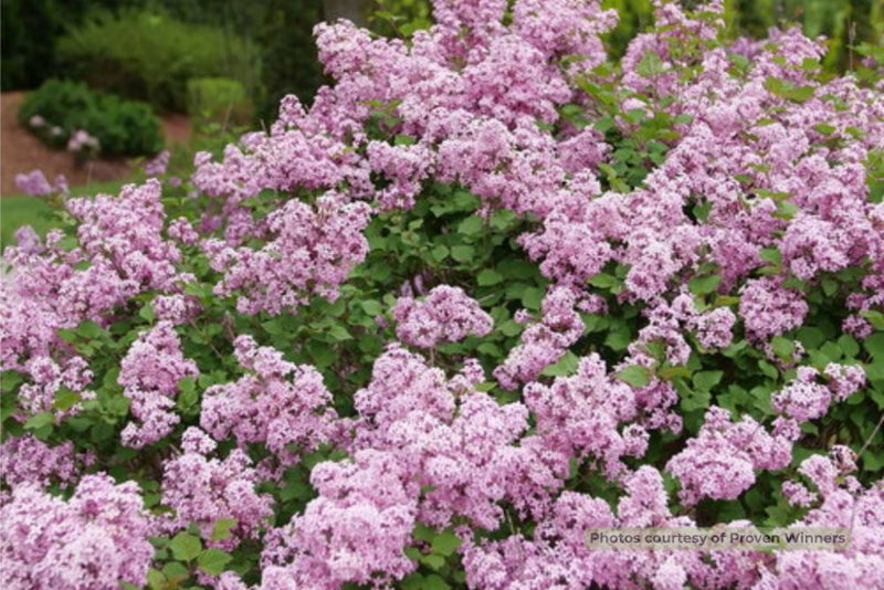 Bloomerang Purpink® Reblooming Lilac (Syringa x pubescens Bloomerang Purpink®) - QT