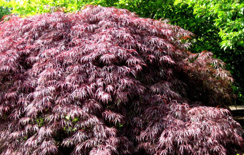 Inaba Shidare Laceleaf Japanese Maple (Acer palmatum var. dissectum 'Inaba Shidare') - 3 gallon 15"