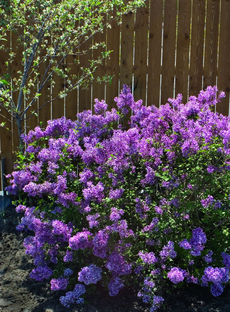 Bloomerang® Dark Purple Lilac (Syringa x 'Penda') - QT